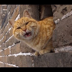 Meet your Posher, Tom